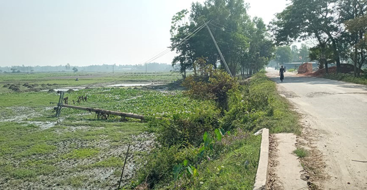 বিদ্যুতের খুটির কারণে চাষাবাদে সংশয় ও এল